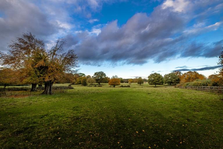 A photograph of a woodland area, with a blue sky above.