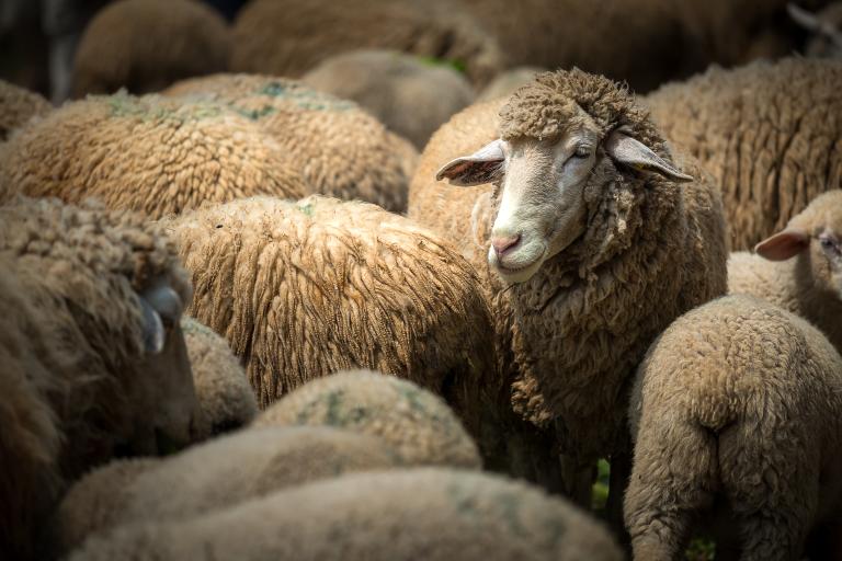 Close-up of sheep huddled together in dim-lit shelter.