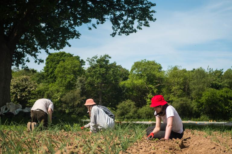 People sit in a field under a blue sky while sifting through the land for produce.